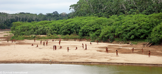 Disboscamento in Amazzonia, gli indigeni a FSC: «Ritirate la certificazione»