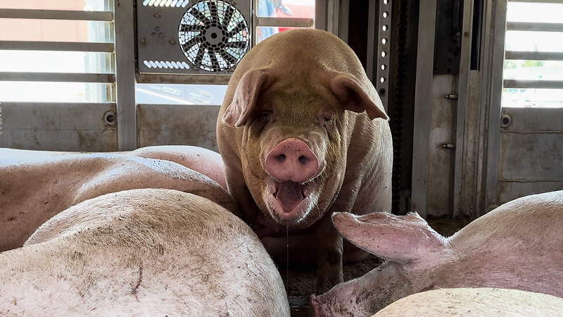 Essere Animali: «Trasporti di animali, le crudeltà non si fermano»