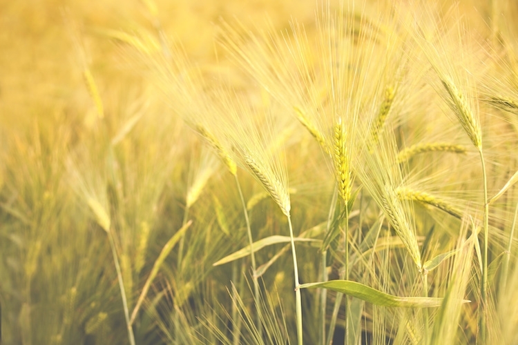 Fondi per la promozione dei distretti biologici: domande fino al 29 aprile