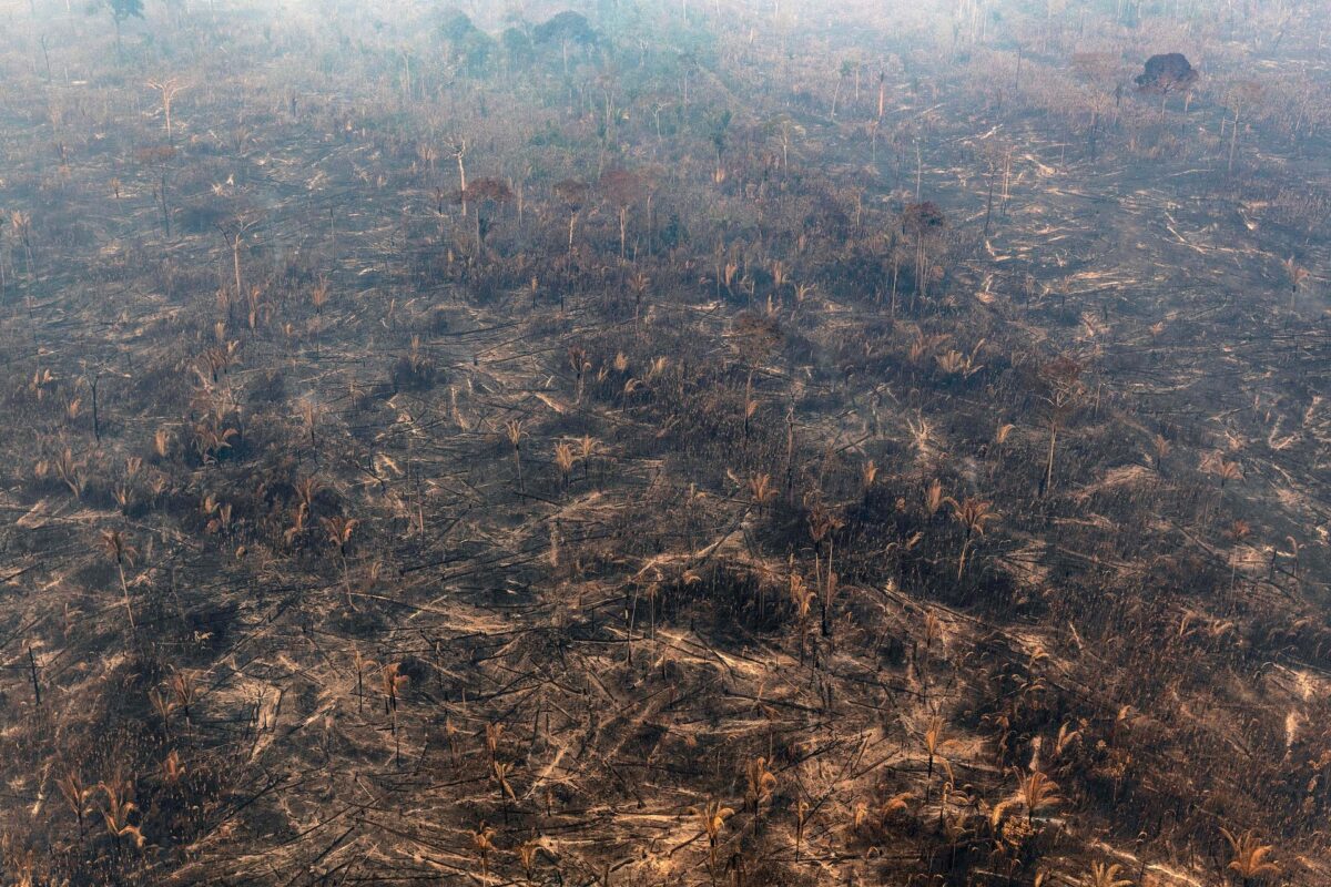 Greenpeace: «Aumenta la deforestazione nell’Amazzonia brasiliana»