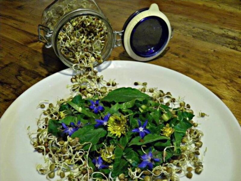 Insalata di piante spontanee e fiori con germogli