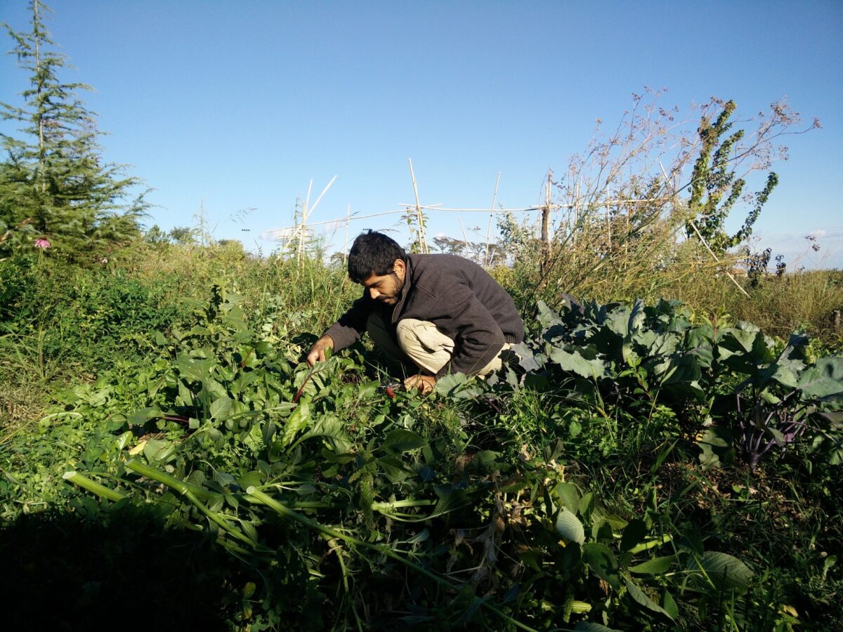 L’agricoltura “del non fare” in Italia: teoria e pratica di un approccio rispettoso della natura