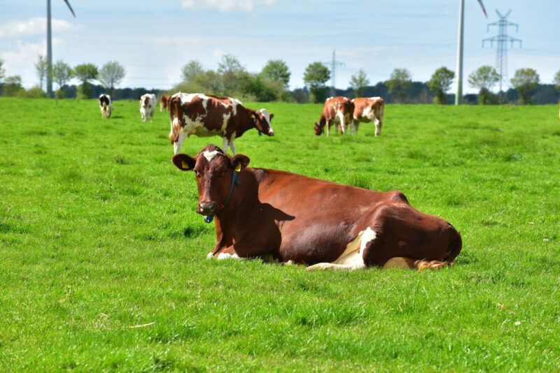 La rinascita dell'allevamento in Italia su criteri di sostenibilità