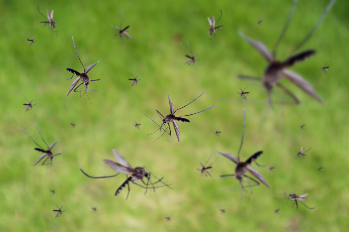 Liberarsi dalle zanzare con prodotti naturali