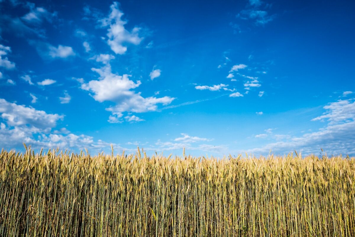 Lobby e politica scippano l’agricoltura ai contadini. È ora di “cambiare il campo”