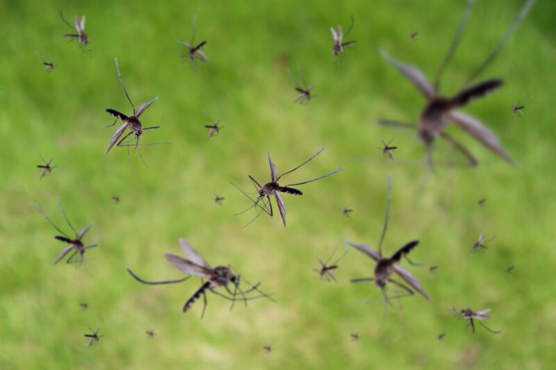 Lotta alle zanzare anche senza veleni di sintesi chimica