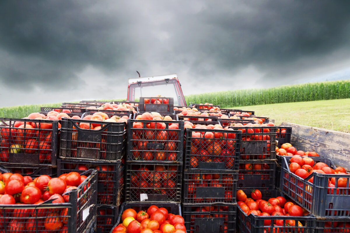 Nappini, Slow Food: «Caporalato conseguenza di un sistema che produce schiavitù, sfruttamento e morte in nome del profitto»