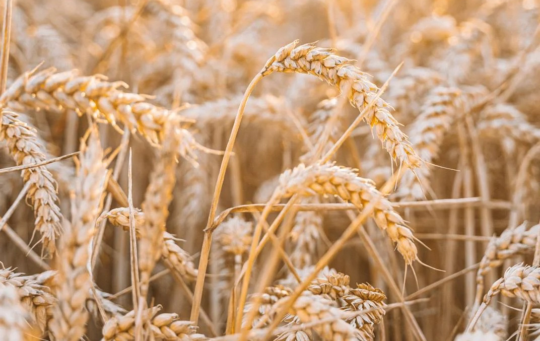 Per un’agricoltura a misura di contadini e di salute: il dossier di Terra Nuova