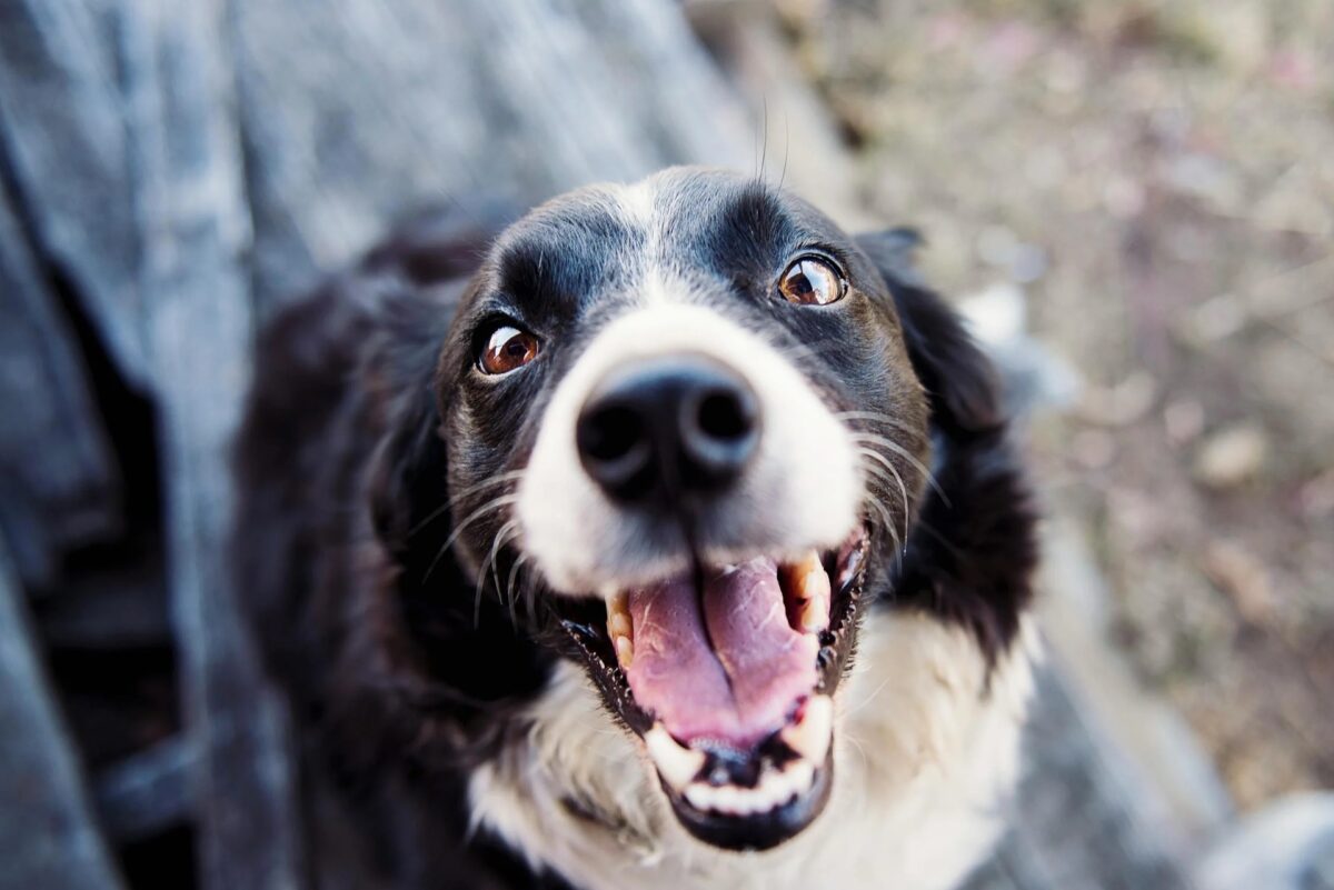 Precauzioni per l’uso di oli essenziali nei cani