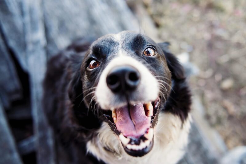 Precauzioni per l'uso di oli essenziali nei cani