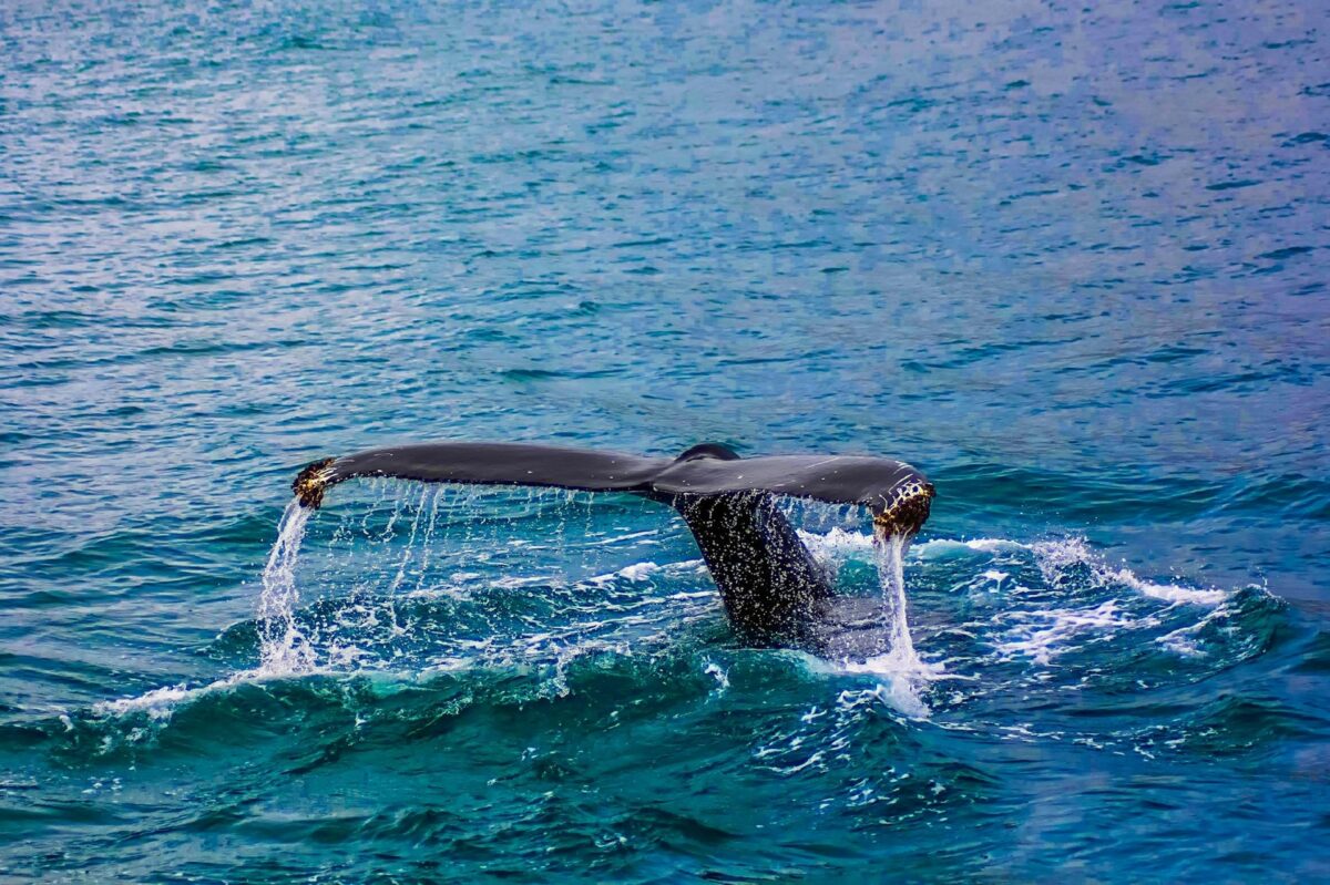 Rigassificatori vicino al Santuario dei cetacei: le associazioni dicono no