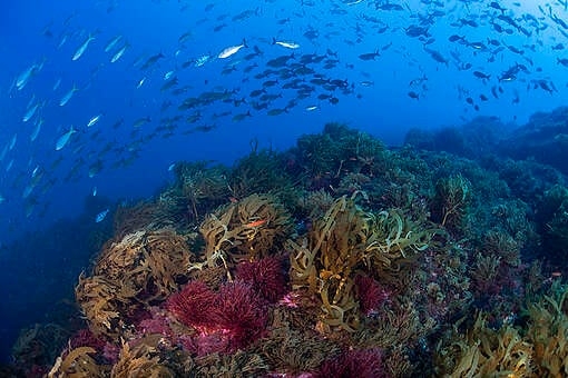 Vulcano sottomarino, patrimonio di biodiversità, minacciato dalle estrazioni minerarie