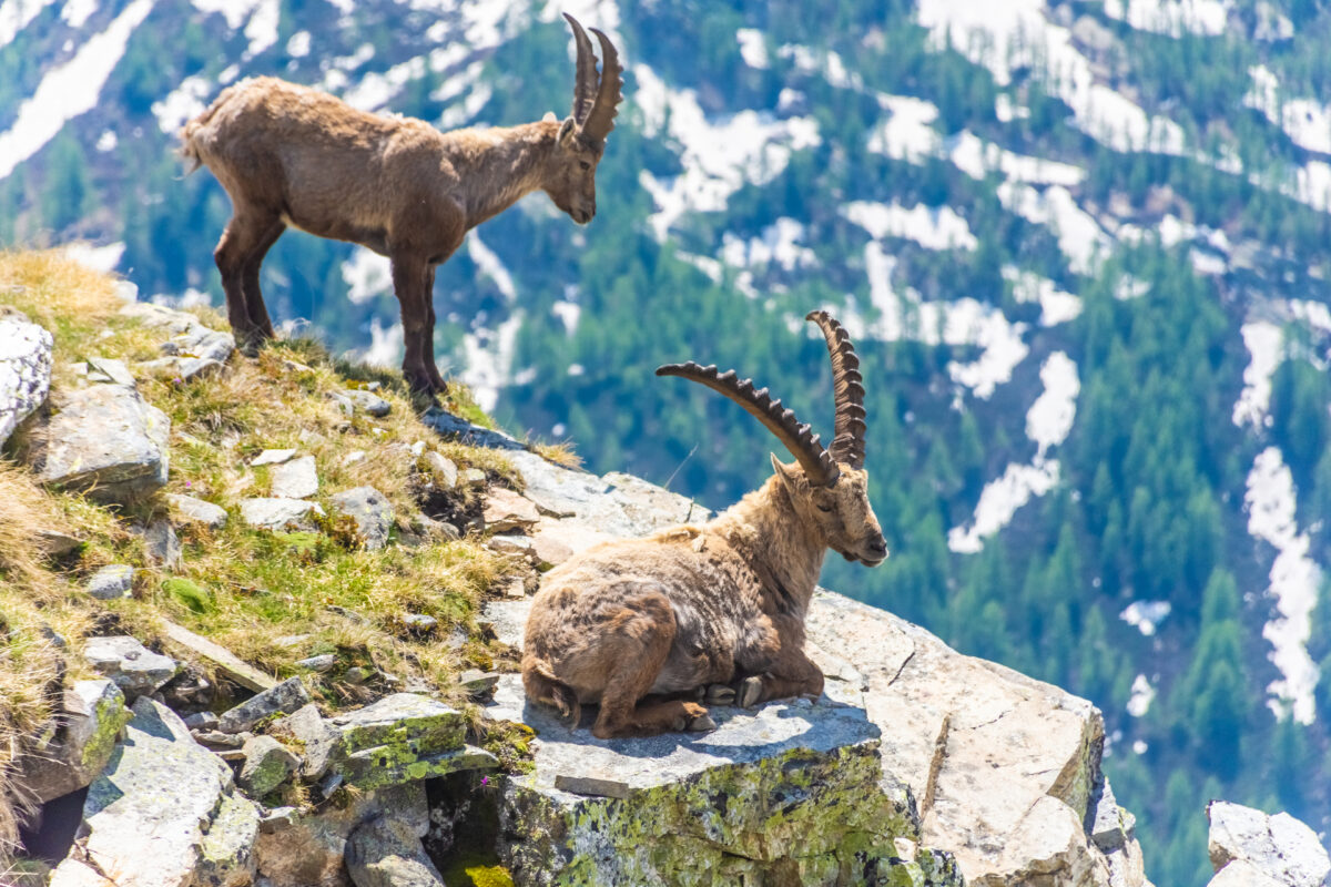 WWF: «Il Parlamento vuole aprire la caccia allo stambecco»