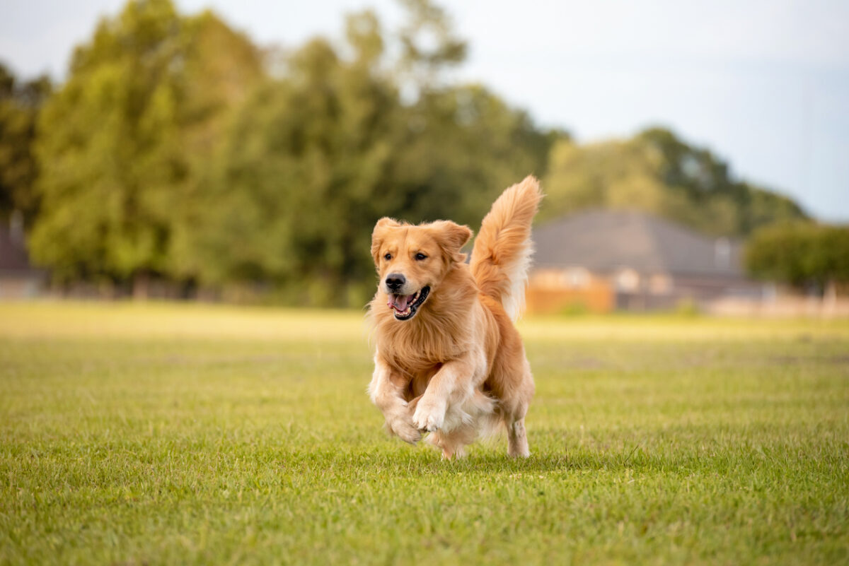 Le medicine dolci applicate in ambito veterinario