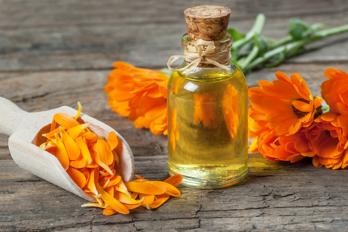 Calendula: le proprietà e i consigli per coltivarla