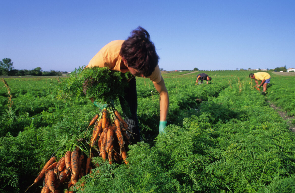 In 15 anni l’italia ha perso metà delle sue piccole aziende agricole