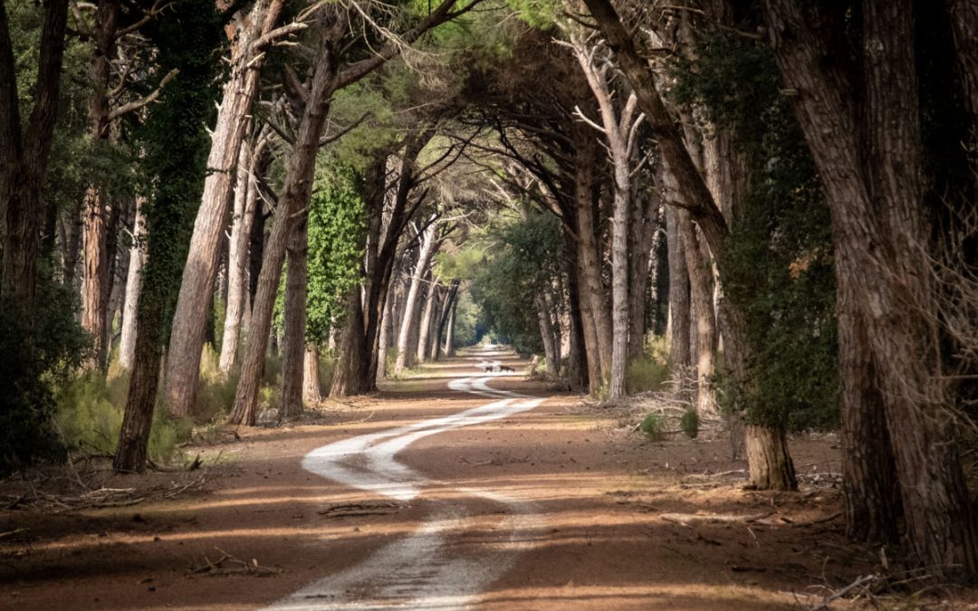 Petizione per il no alla base nel Parco di San Rossore