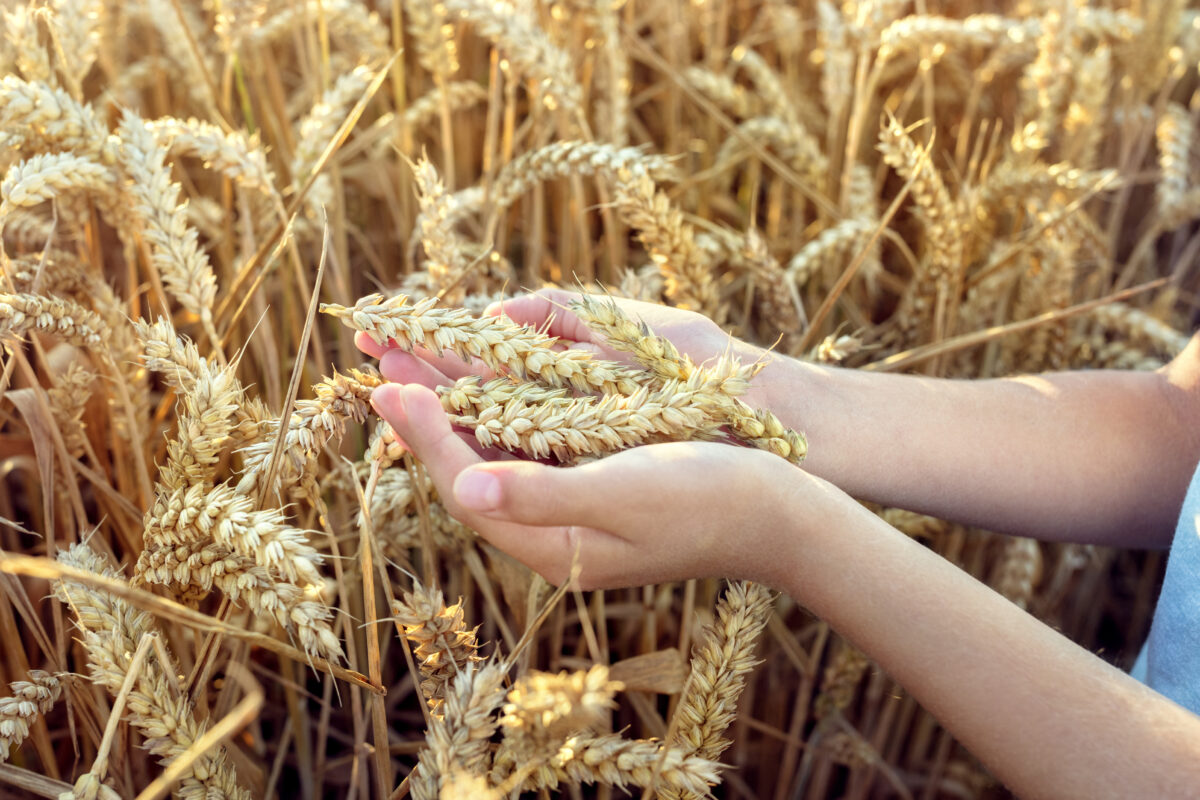 A chi dà fastidio il biologico italiano?