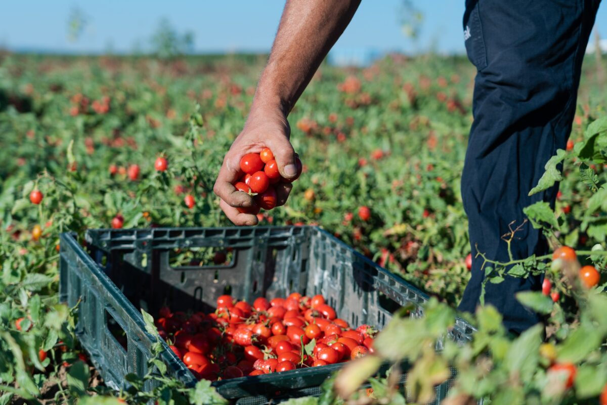 «Black Friday? No, grazie!»: NaturaSì sceglie la spesa consapevole