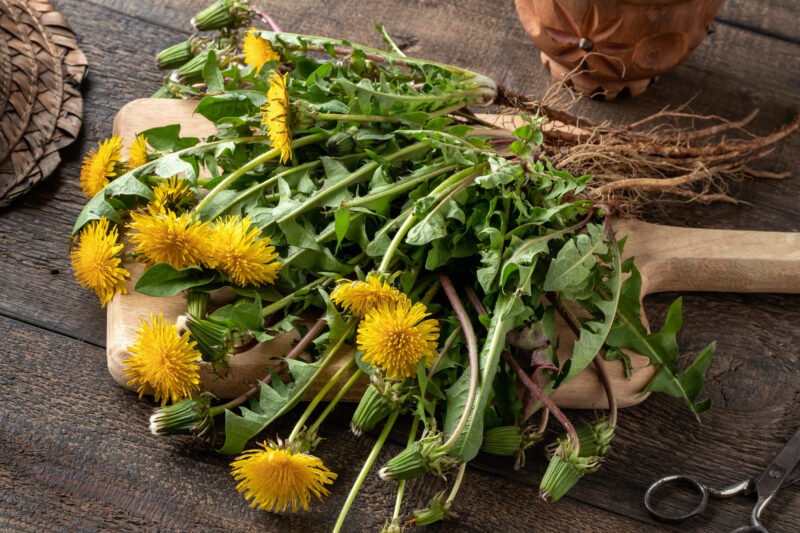 Fiori di tarassaco