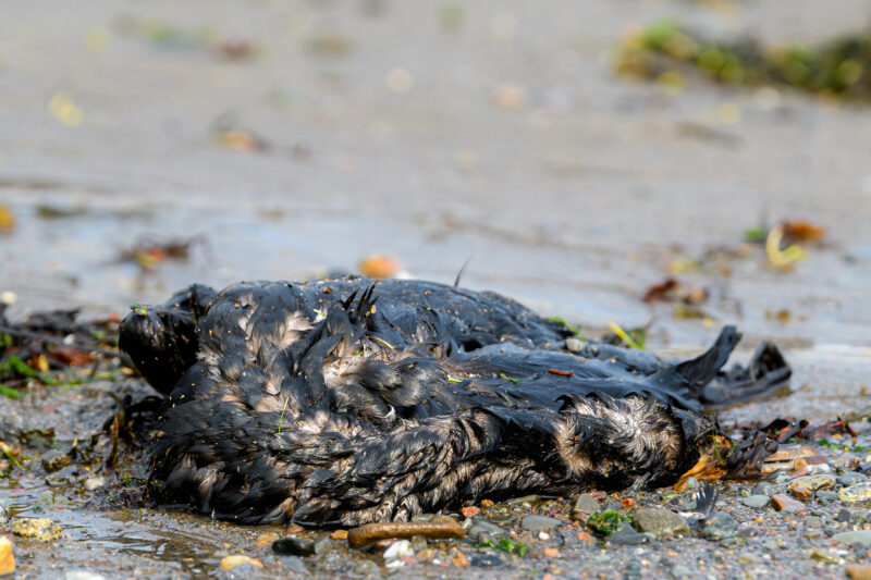 Uccello coperto di olio combustibile sulla spiaggia