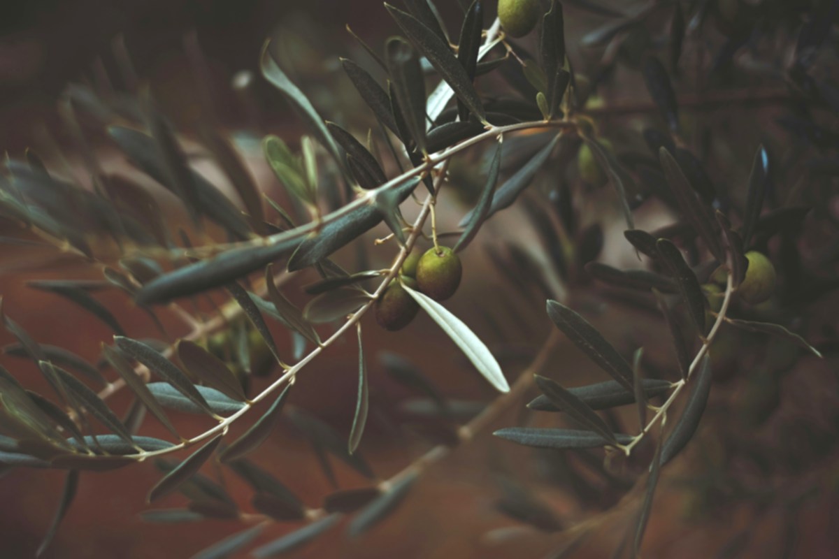 Come ottimizzare la produzione degli oliveti in terreni soggetti a stress ambientale