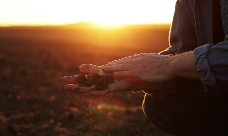 Come mantenere in agricoltura un suolo “vivente”