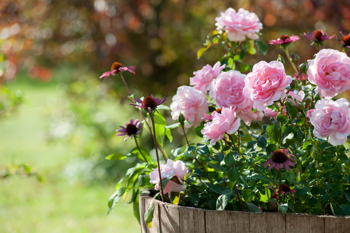 Corsi sulla coltivazione e la cura delle rose