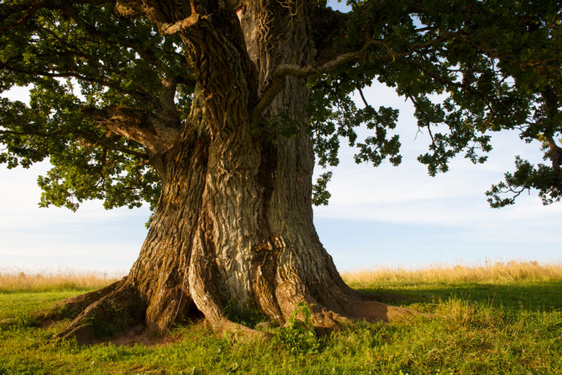 Alberi monumentali: la mappa aggiornata