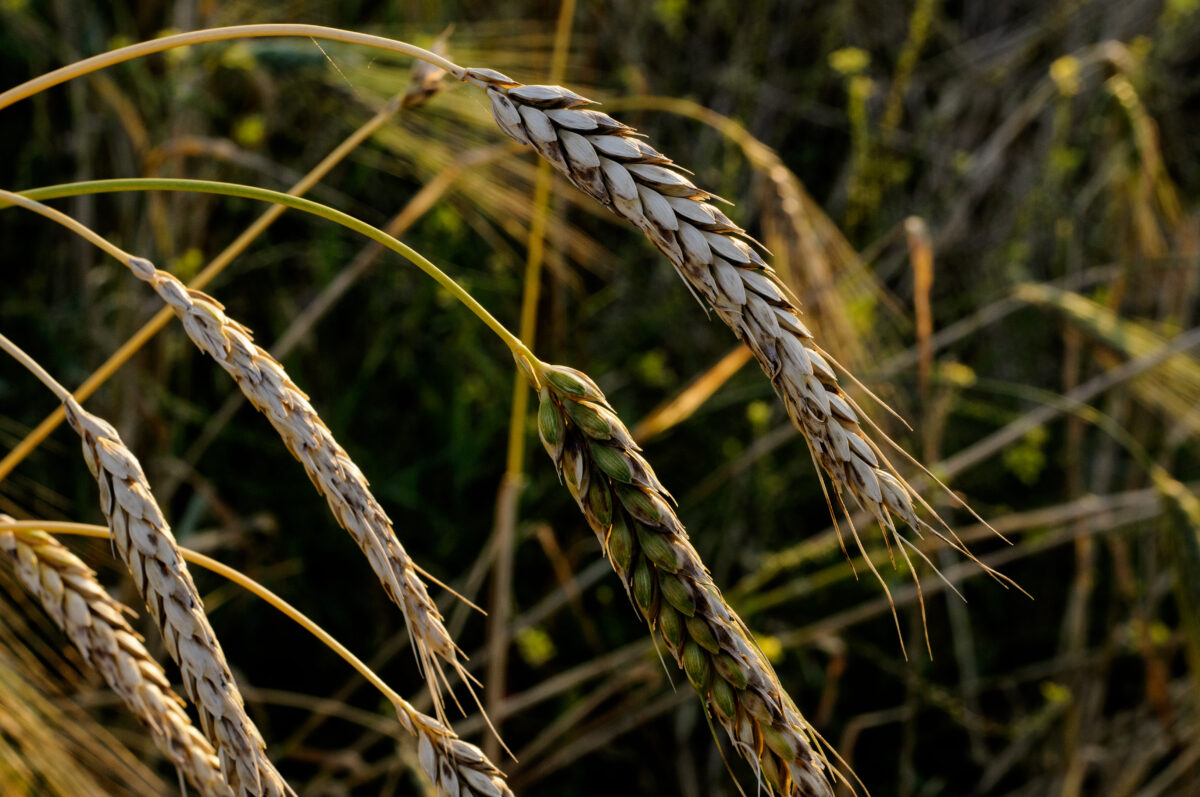 Ecco come portare più agrobiodiversità nei campi