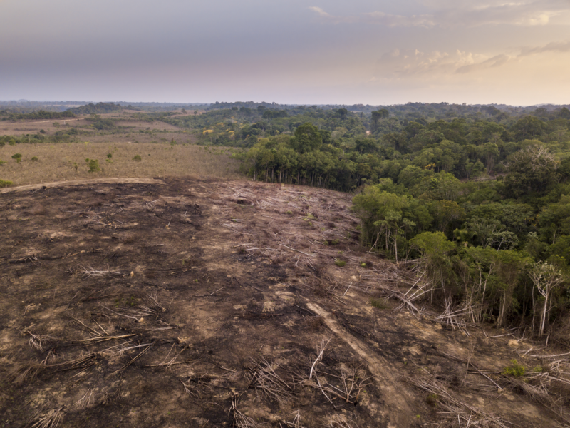 Brasile: si disbosca un’area di Amazzonia per costruire un’autostrada per la COP30